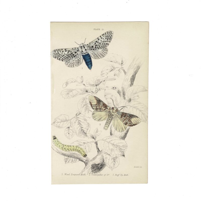 Antique Jardine Butterflies Print Wood Leopard Moth & Buff Tip Moth Plate 13 Hand-Coloured 16x10cm #64793-22