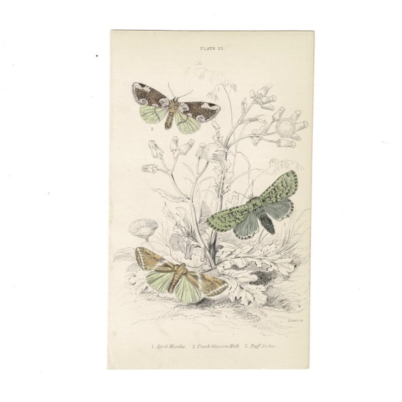 Antique Jardine Butterflies Print April Miselia, Peach Blossom Moth & Buff Arches Plate 23 Hand-Coloured 16x10cm #64793-24