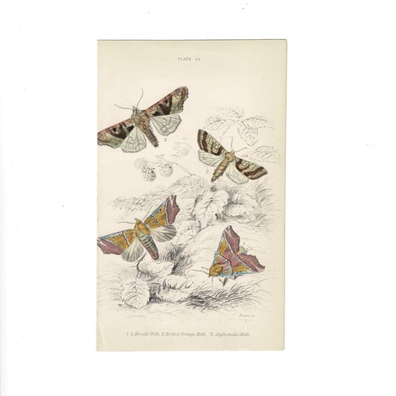 Antique Jardine Butterflies Print Herald Moth, Mottled Orange Moth & Angle Shades Moth Plate 24 Hand-Coloured 16x10cm #64793-26