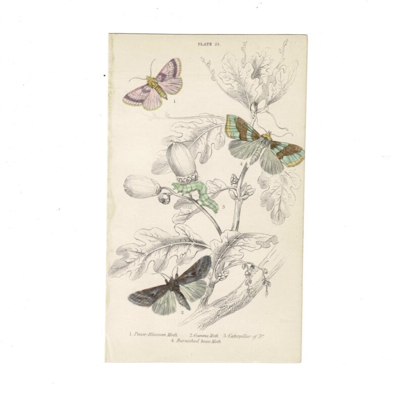 Antique Jardine Butterflies Print Pease Blossom Moth, Gamma Moth & Burnished Brass Moth Plate 25 Hand-Coloured 16x10cm #64793-27