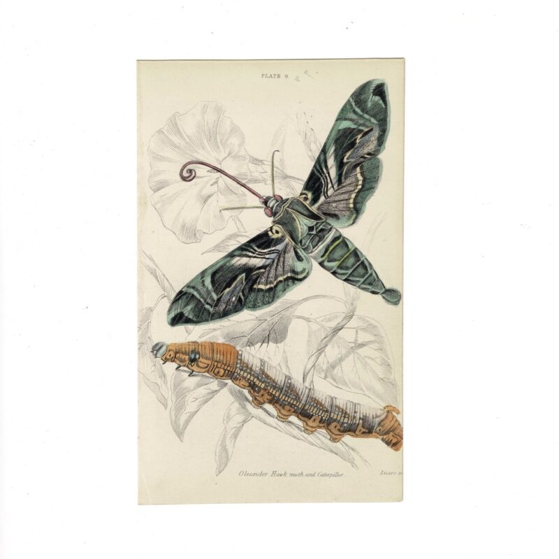 Antique Jardine Butterflies Print Oleander Hawk Moth Plate 9 Hand-Coloured 16 X10cm #64793-3