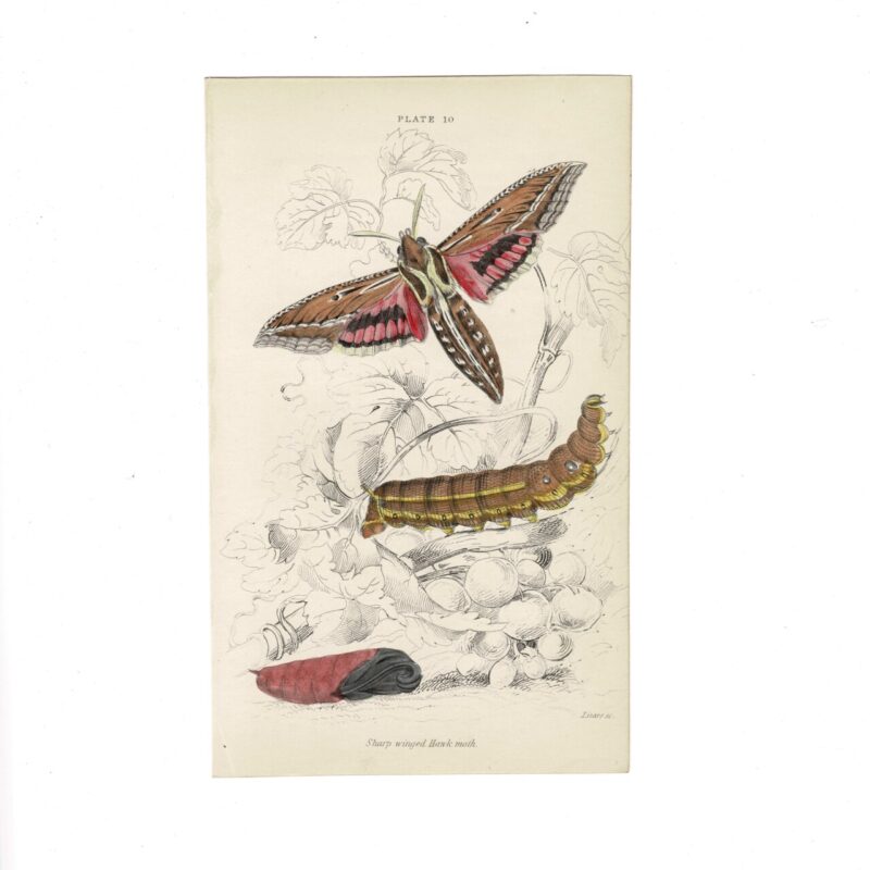 Antique Jardine Butterflies Print Sharp-Winged Hawk Moth Plate 10 Hand-Coloured 16 X10cm #64793-4