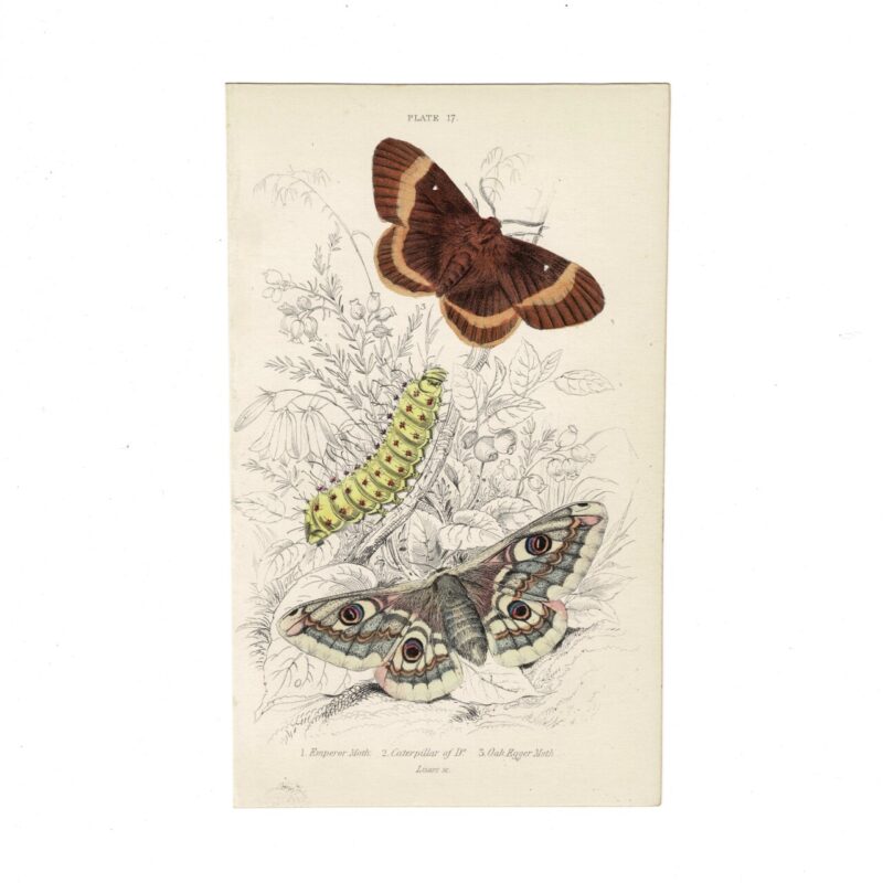 Antique Jardine Butterflies Print Emperor & Oak Egger Moth Plate 17 Hand-Coloured 16X10cm #64793-5