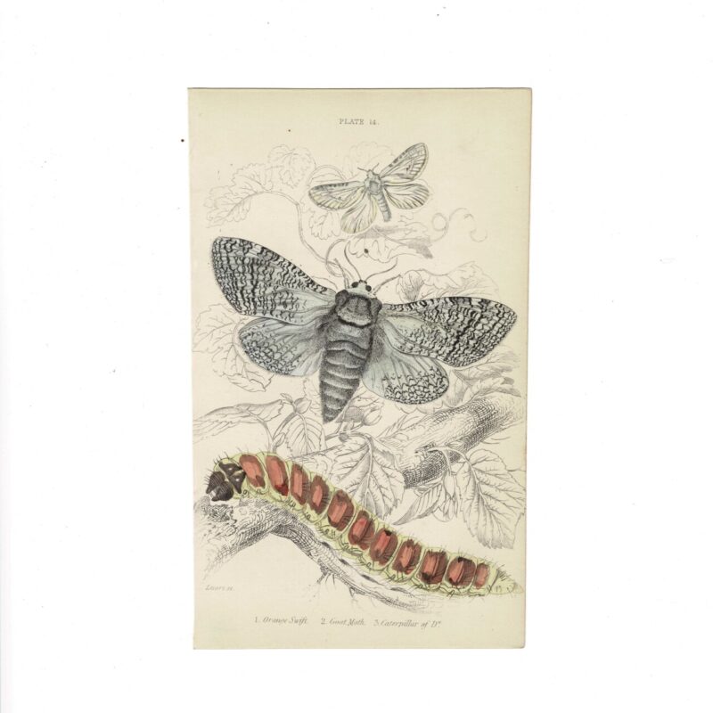 Antique Jardine Butterflies Print Orange Swift & Goat Moth Plate 14 Hand-Coloured 16x10cm #64793-6