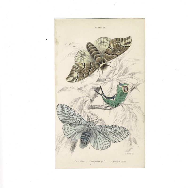 Antique Jardine Butterflies Print Puss Moth & Kentish Glory Plate 16 Hand-Coloured 16x10cm #64793-7