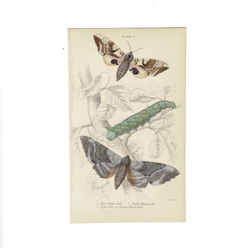 Antique Jardine Butterflies Print Eyed Hawk Moth & Poplar Hawk Moth Plate 3 Hand-Coloured 16x10cm #64793-8