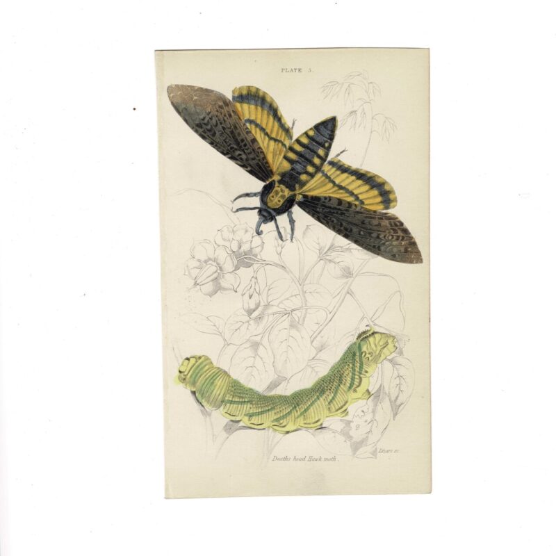 Antique Jardine Butterflies Print Death’s Head Hawk Moth Plate 3 Hand-Coloured 16x10cm #64793-9