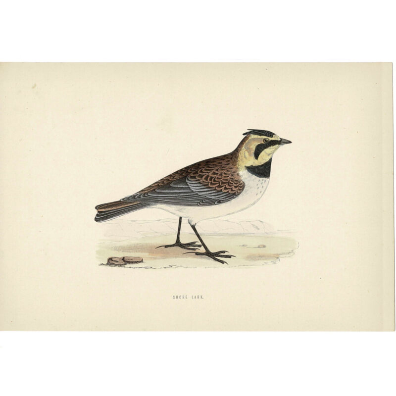 Shore Lark Original Antique Bird Book Plate Print C/1870 Morris #64788-1