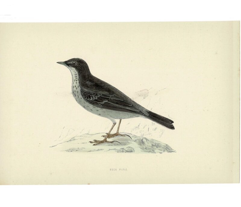 Rock Pipit Original Antique Bird Book Plate Print C/1870 Morris #64788-12