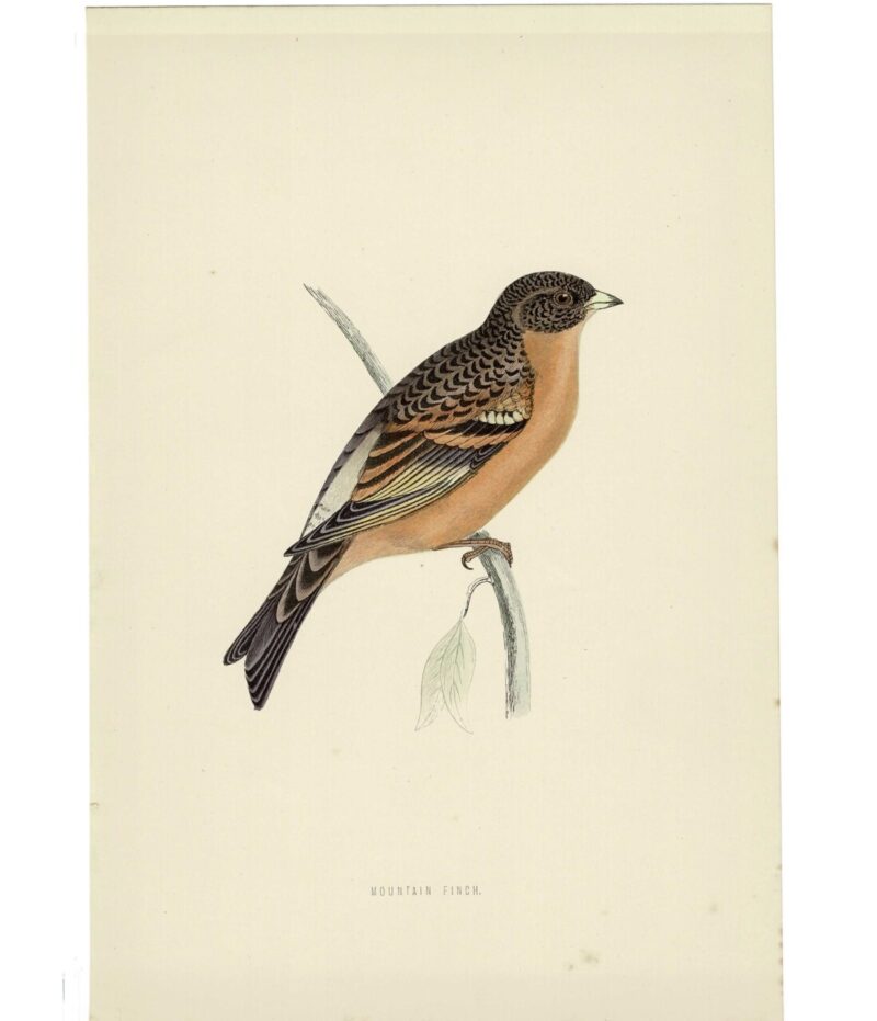 Mountain Finch Original Antique Bird Book Plate Print C/1870 Morris #64788-13