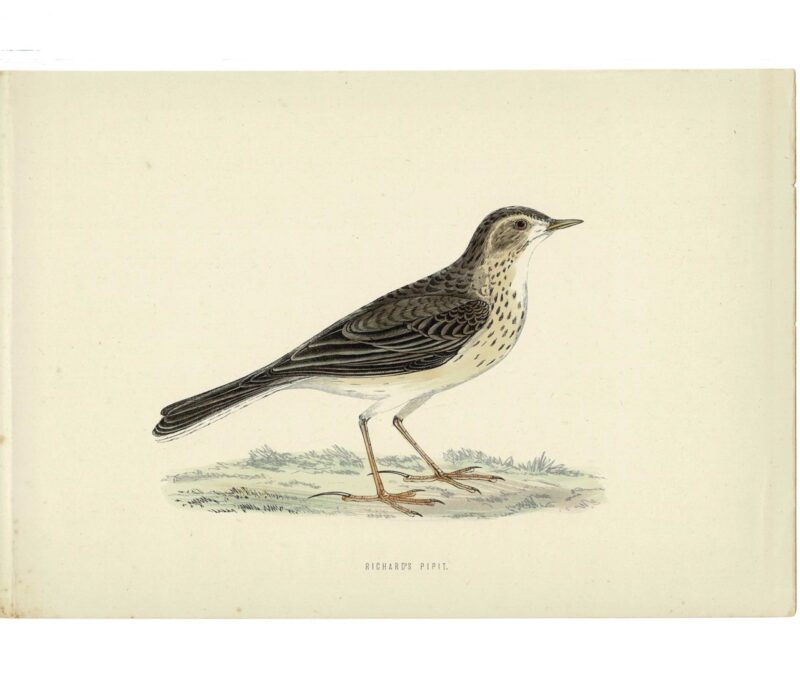 Richards Pipit Original Antique Bird Book Plate Print C/1870 Morris #64788-14