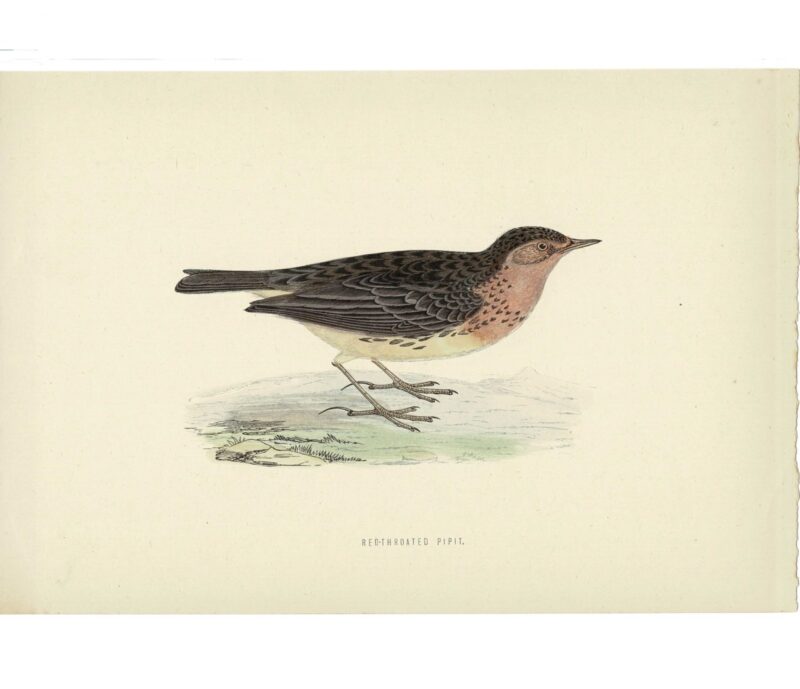 Red-Throated Pipit Original Antique Bird Book Plate Print C/1870 Morris #64788-17