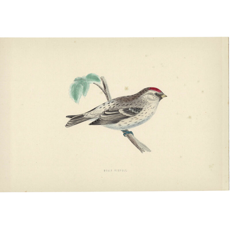 Mealy Redpole Original Antique Bird Book Plate Print C/1870 Morris #64788-2