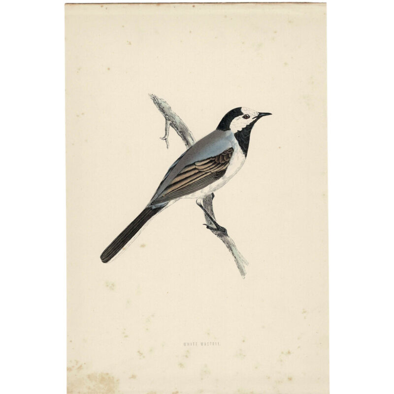 White Wagtail Original Antique Bird Book Plate Print C/1870 Morris #64788-5