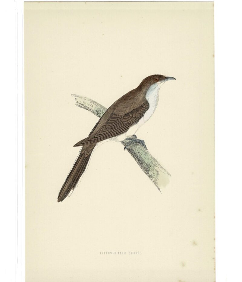 Yellow-Billed Cuckoo Original Antique Bird Book Plate Print C/1870 Morris #64788-8