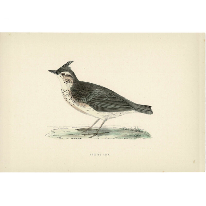 An antique print of a bird from the 1800s