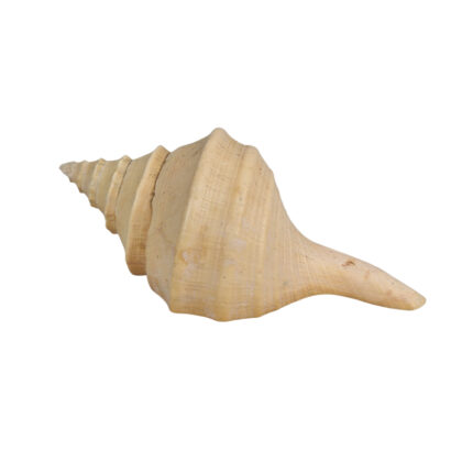 Monty's Giant Trumpet Shell (Syrinx aruanus) | Natural Sea Shell Specimen | Approx. 32cm #71219