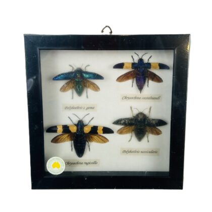 Framed Real Jewel Beetle Specimen Collection 16.5 x 16.5cm #71576-2