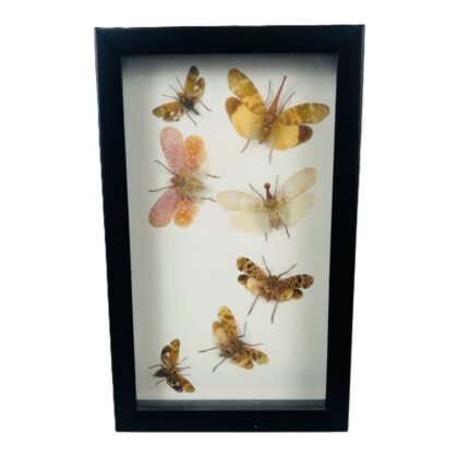 Monty's Framed Real Lanternfly Insect Specimen Collection 25.5 x 15.5cm #71576-1