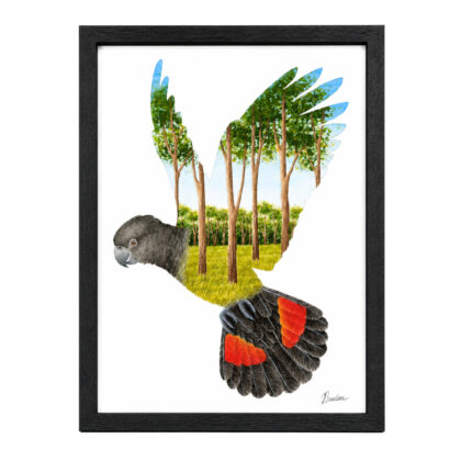Signed Australian Red-Tailed Black Cockatoo Watercolour Painting | 45 x 32.5cm #71570-2