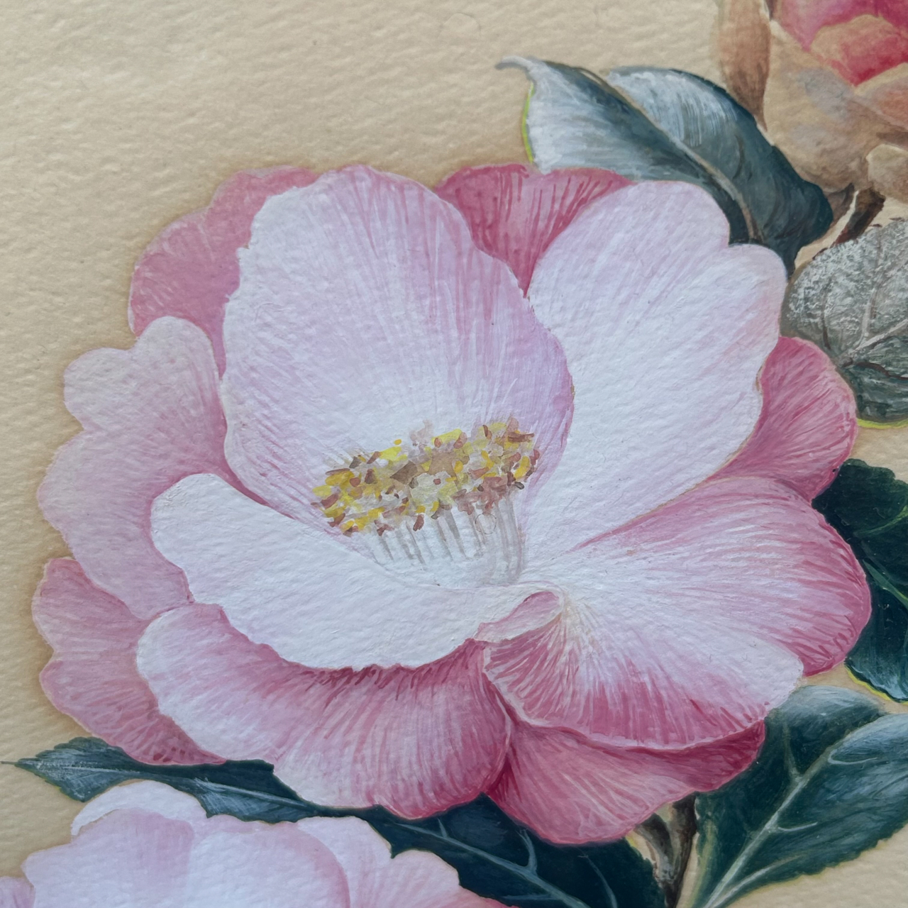 D.K. Craw 1981 Camellia Floral Painting | Original Watercolour & Gouache | Framed #71019 D.K. Craw 1981 Camellia Floral Painting | Original Watercolour & Gouache | Framed #71019 - Image 2