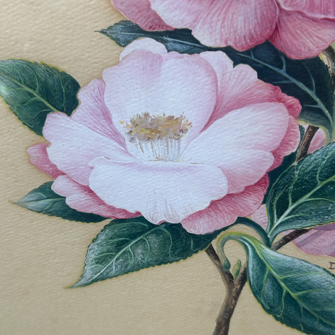 D.K. Craw 1981 Camellia Floral Painting | Original Watercolour & Gouache | Framed #71019 D.K. Craw 1981 Camellia Floral Painting | Original Watercolour & Gouache | Framed #71019 - Image 7