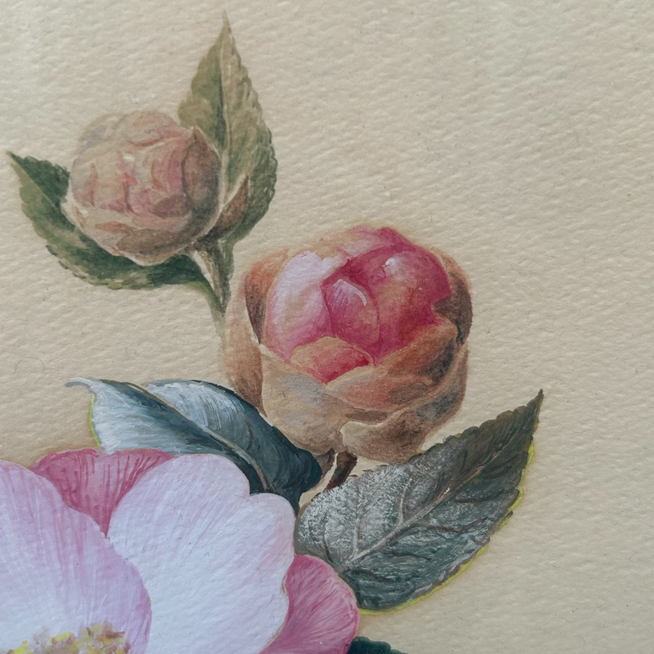 D.K. Craw 1981 Camellia Floral Painting | Original Watercolour & Gouache | Framed #71019 D.K. Craw 1981 Camellia Floral Painting | Original Watercolour & Gouache | Framed #71019 - Image 8
